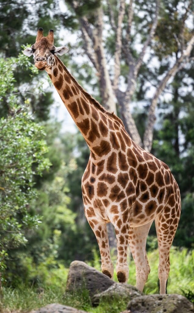 Tanzania Sharing Safari